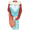 Larynx Anatomy Model, 5 Times Life size, 9 Inches Tall, Dissects Into 5 parts O4053