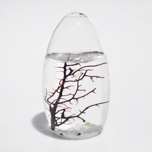 Small Pod Closed Aquatic Ecosystem T725992