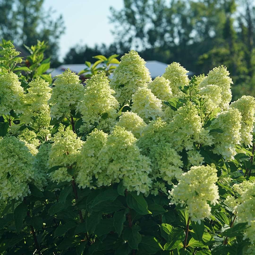 4" Pot Panicle Hydrangea T827831