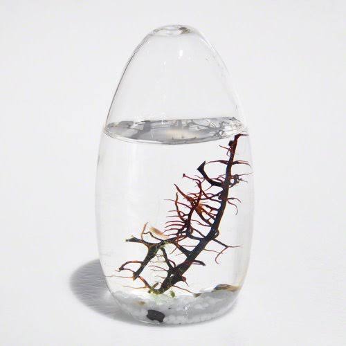 Small Pod Closed Aquatic Ecosystem T725992