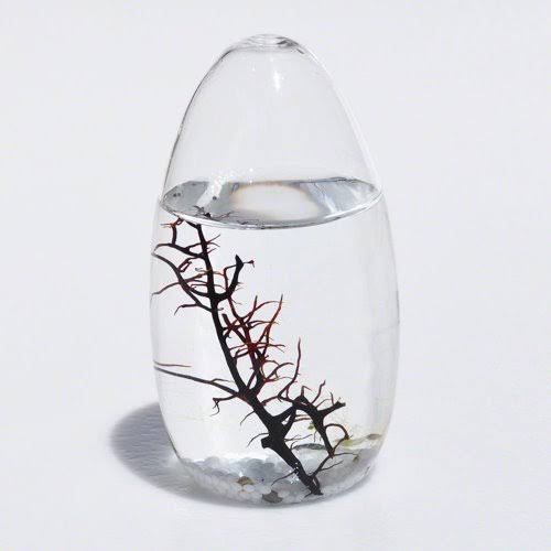 Small Pod Closed Aquatic Ecosystem T725992