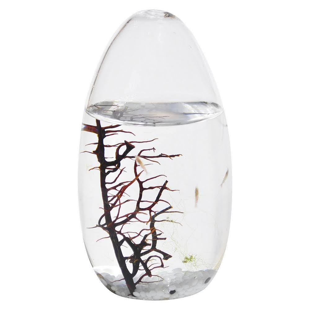 Small Pod Closed Aquatic Ecosystem T725992