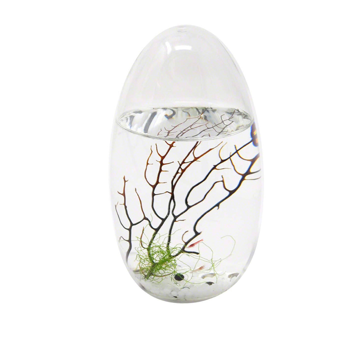 Small Pod Closed Aquatic Ecosystem T725992