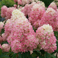 4" Pot Panicle Hydrangea T827831