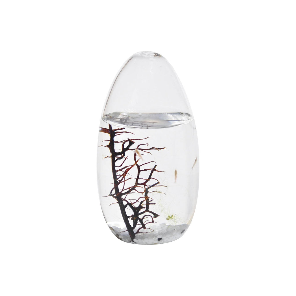 Small Pod Closed Aquatic Ecosystem T725992